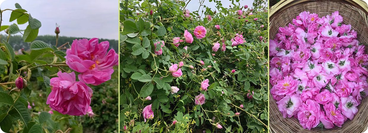 Damascus Rose Essential Oil 