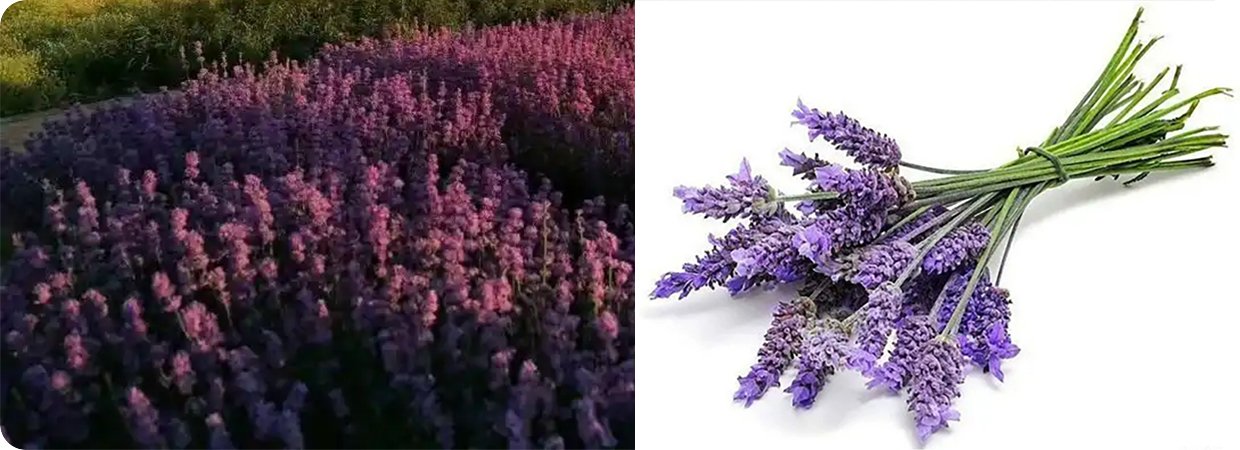 True Lavender Essential Oil 