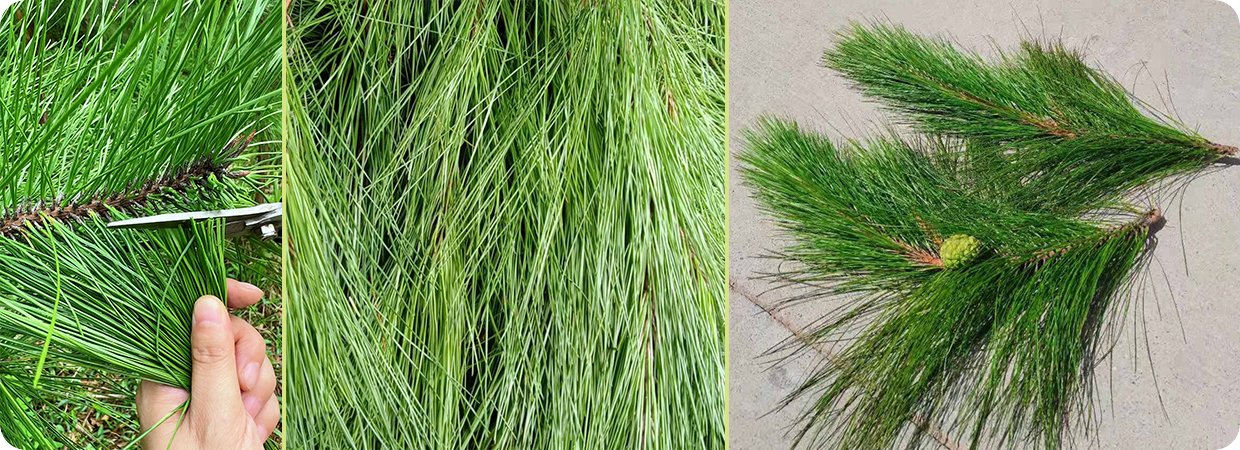 100% Pure Pine Essential Oil 