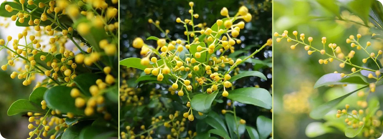 Aglaia Odorata CO₂ Oil 