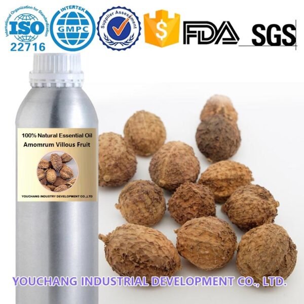 100% Pure Amomum Villosum Essential Oil Steam Distilled Digestive Wellness TCM - Image 2