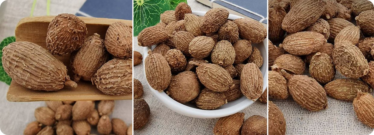 Amomum Villosum Fruit Essential Oil 