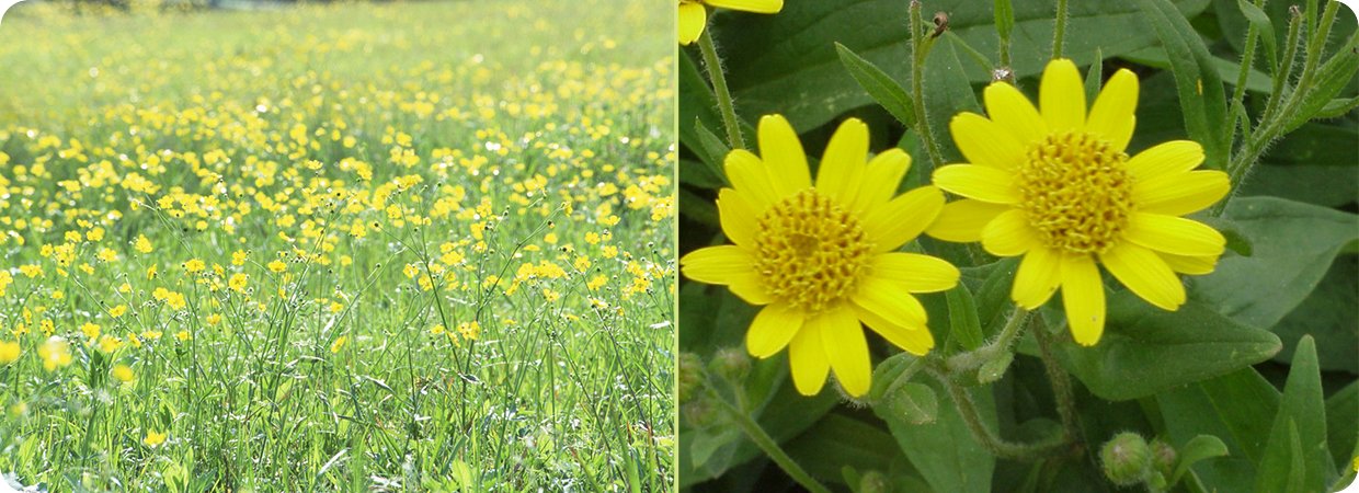 Arnica Essential Oil 