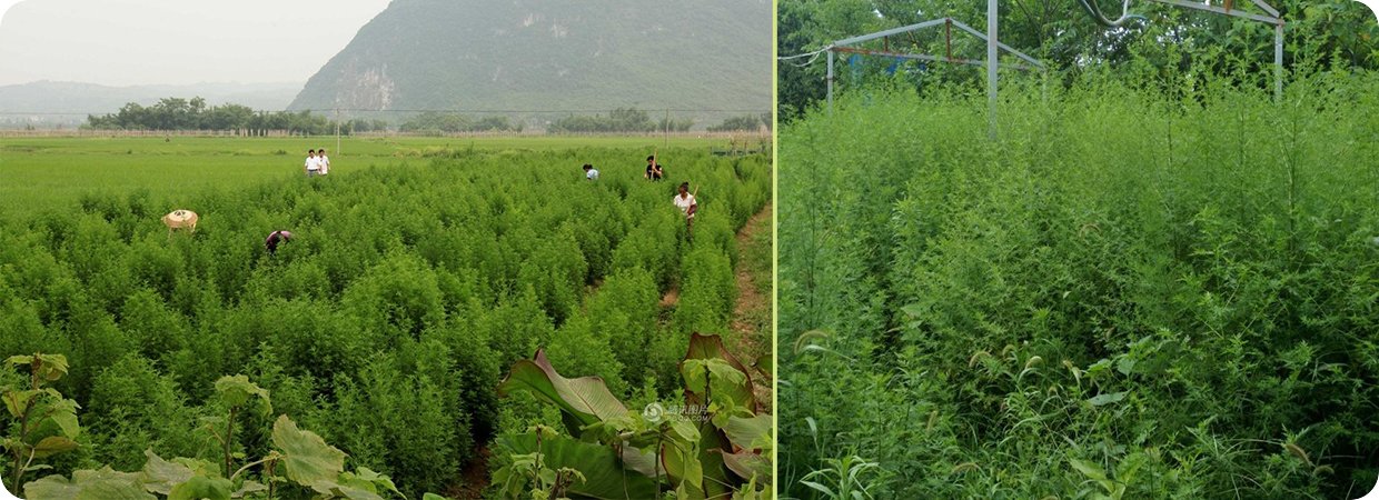 Artemisia Annua Natural Essential Oils 