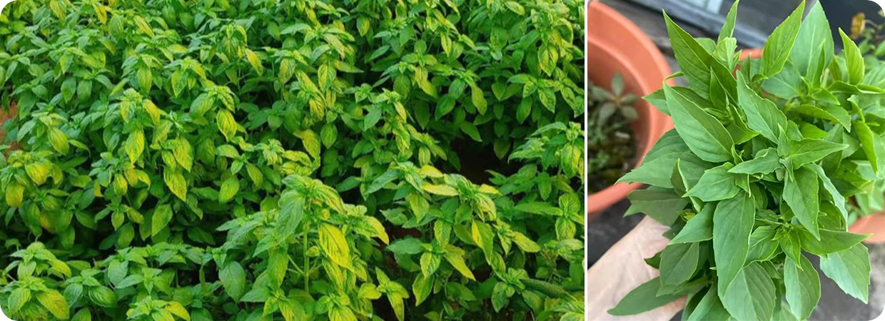 Basil Natural Essential Oils 