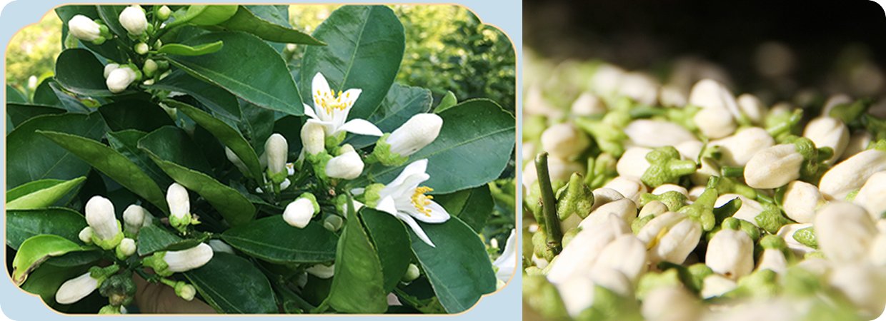 Bitter Orange Blossom Essential Oil