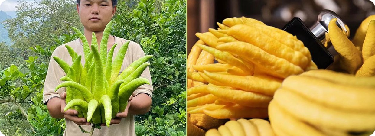 Buddha's Hand Essential Oil