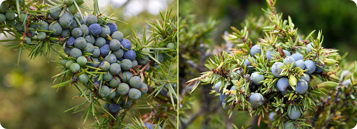 Bulk Juniper Berry Essential Oil 
