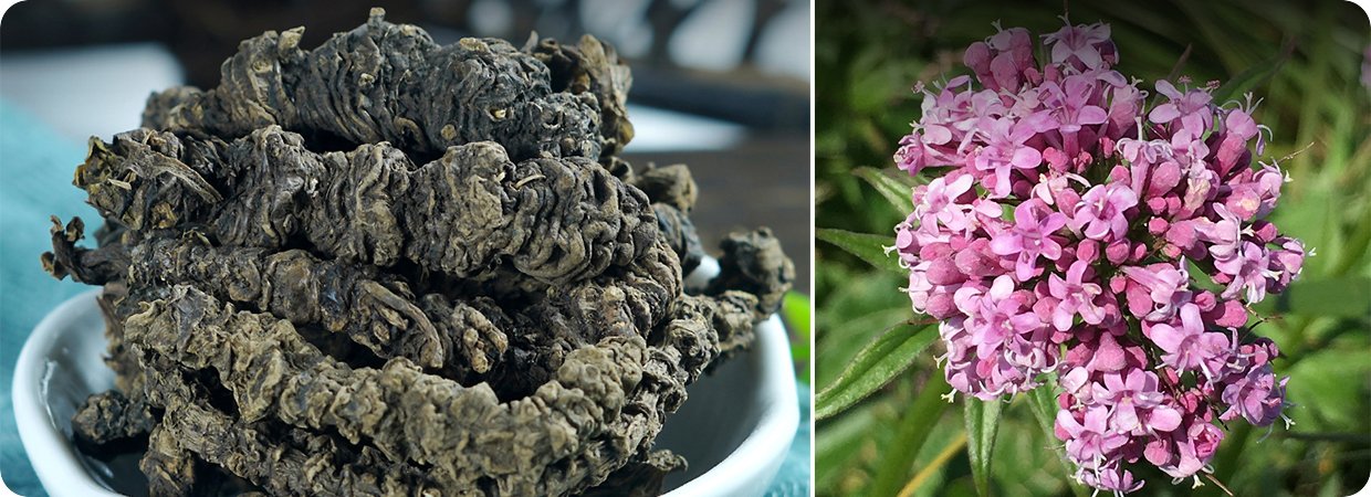 Bulk Valerian Root Essential Oil 