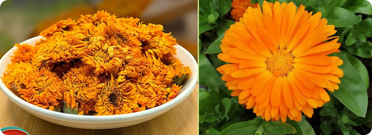 Calendula Officinalis Essential Oil 02