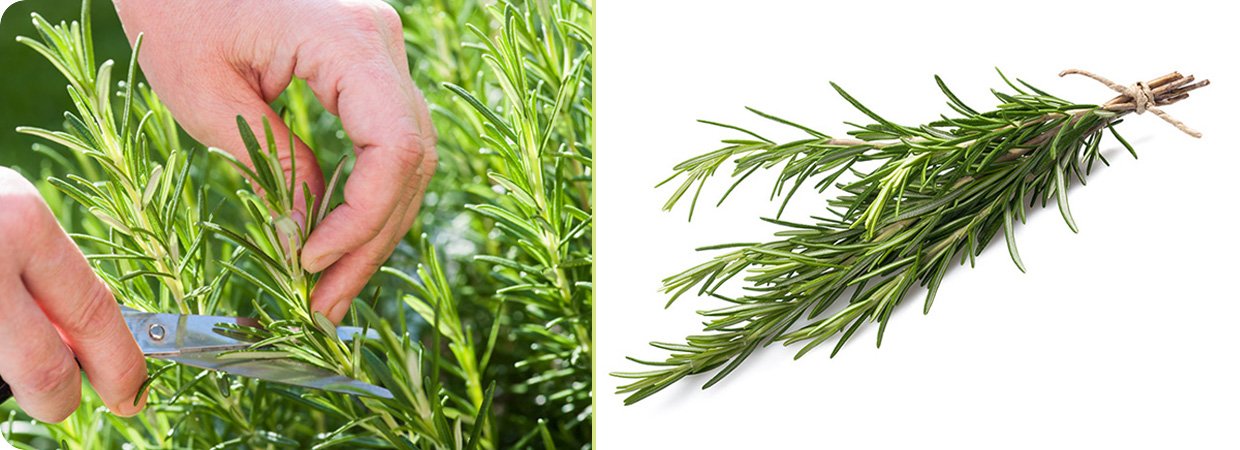 Camphor Rosemary Essential Oil