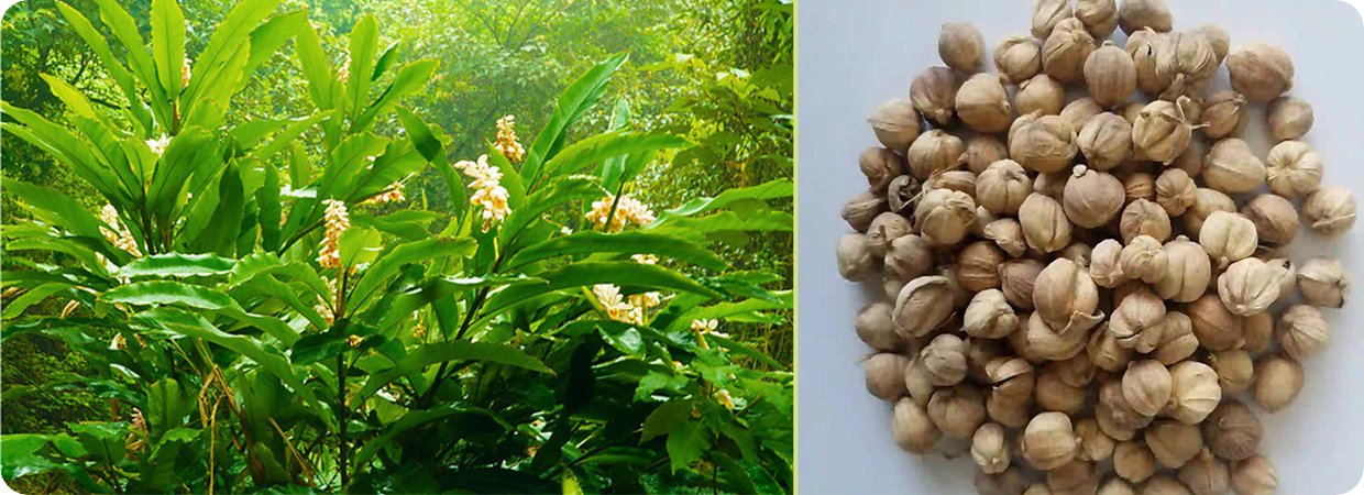 Cardamom Essential Oil 