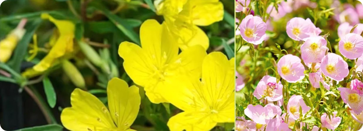 Cold-Pressed Evening Primrose Oil 