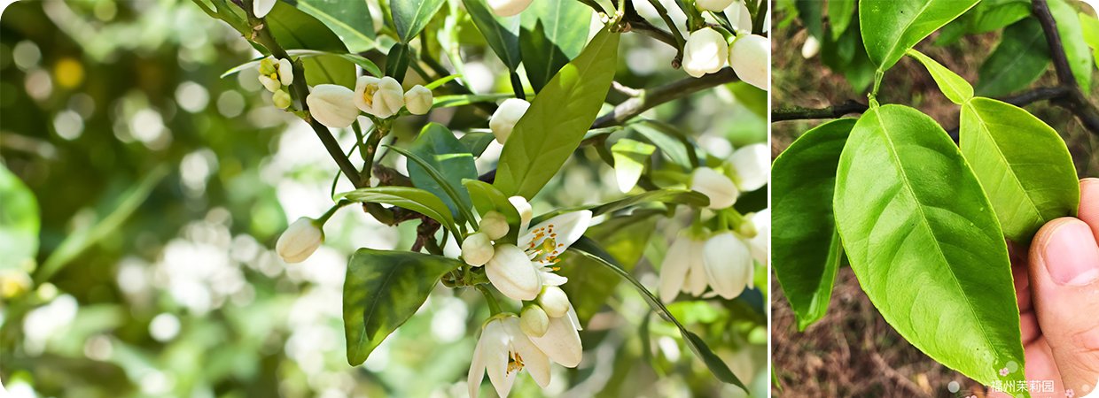 Daidai Leaf Essential Oil