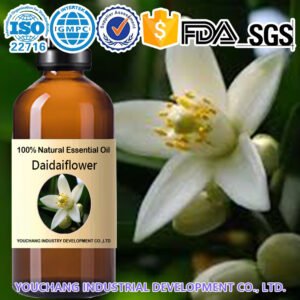 Daidaiflower Essential Oil