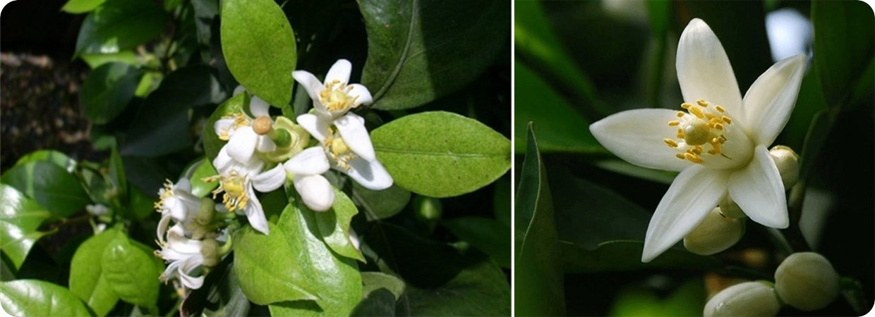 Daidaiflower Essential Oil