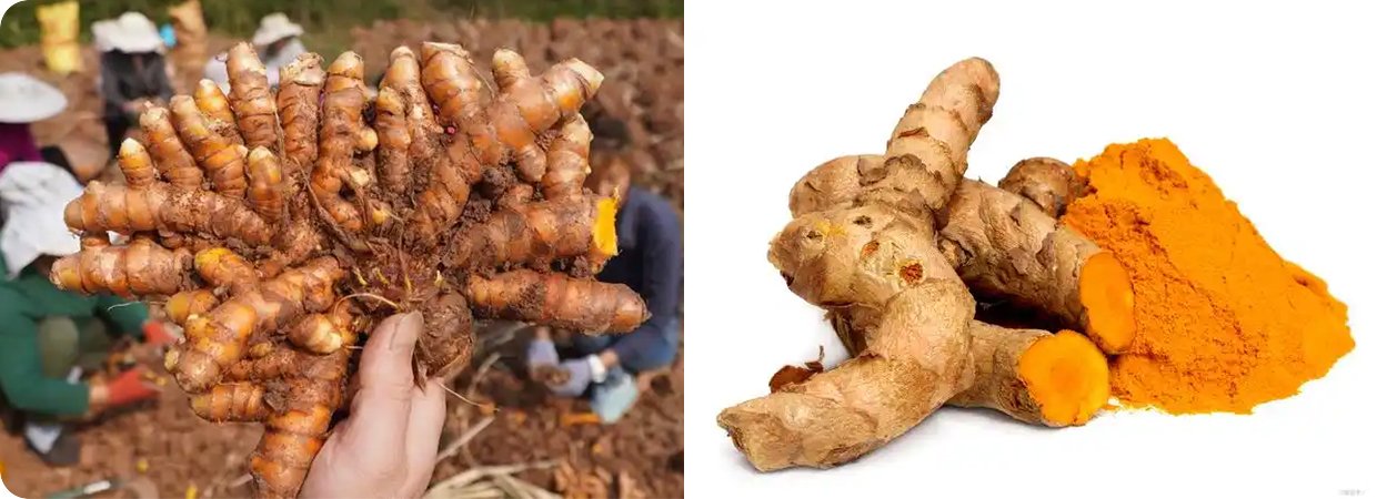 Distilled Turmeric Essential Oil 02