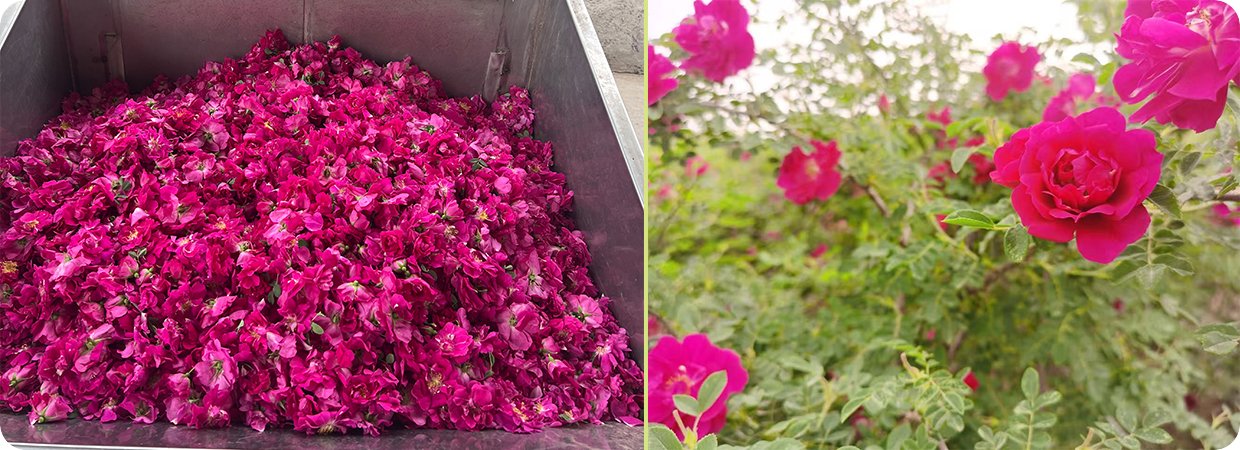 Gansu Kushui Rose Oil 