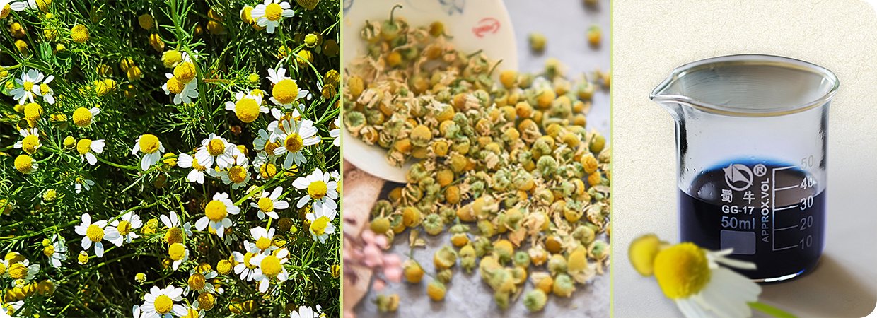 German Chamomile Oil 