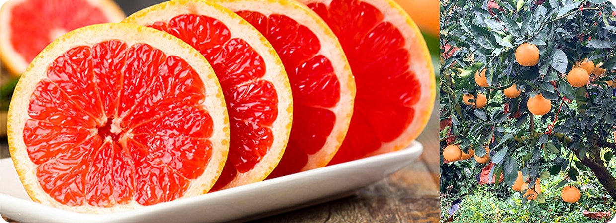 Grapefruit Essential Oil