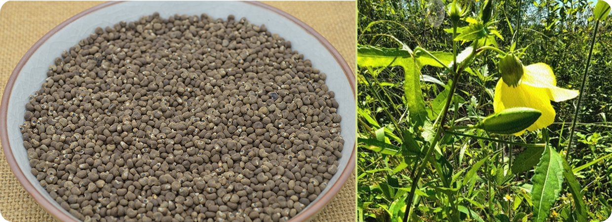 Hibiscus Abelmoschus Seeds Essential Oil 