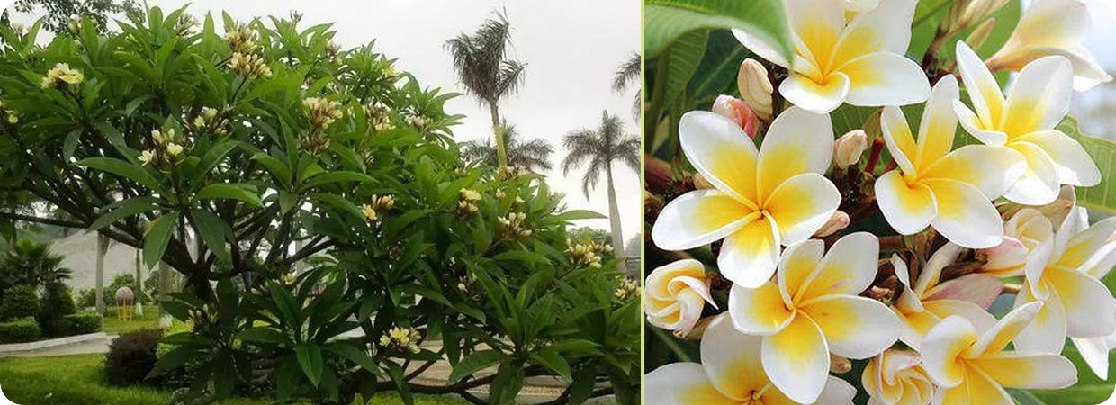 High-Quality Plumeria Essential Oil