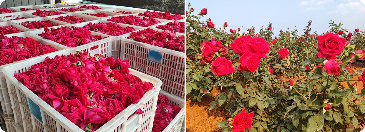 High-Quality Rose Essential Oil 
