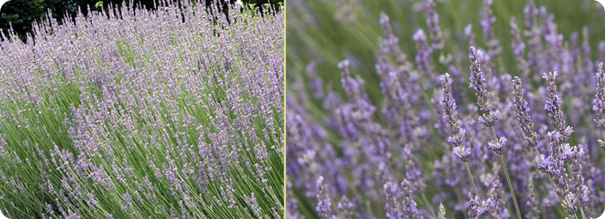 Hybrid Lavender Oil