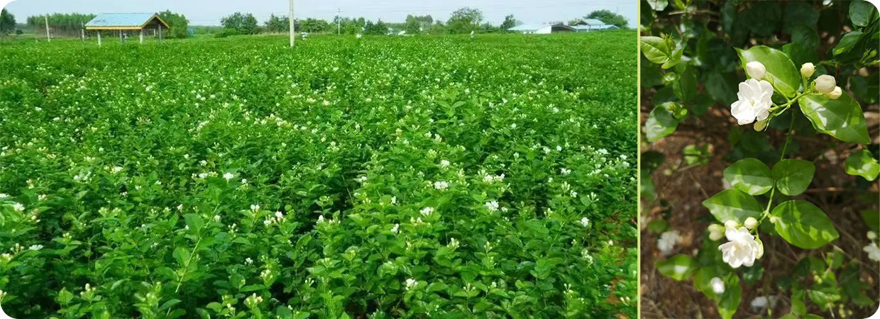 Jasmine Sambac Essential Oil