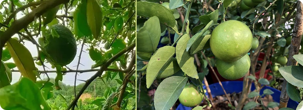 Key Lime Essential Oil
