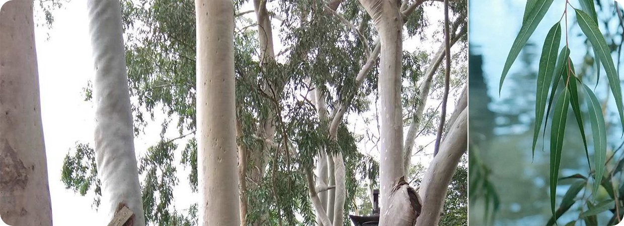 Lemon-Scented Gum Essential Oil 
