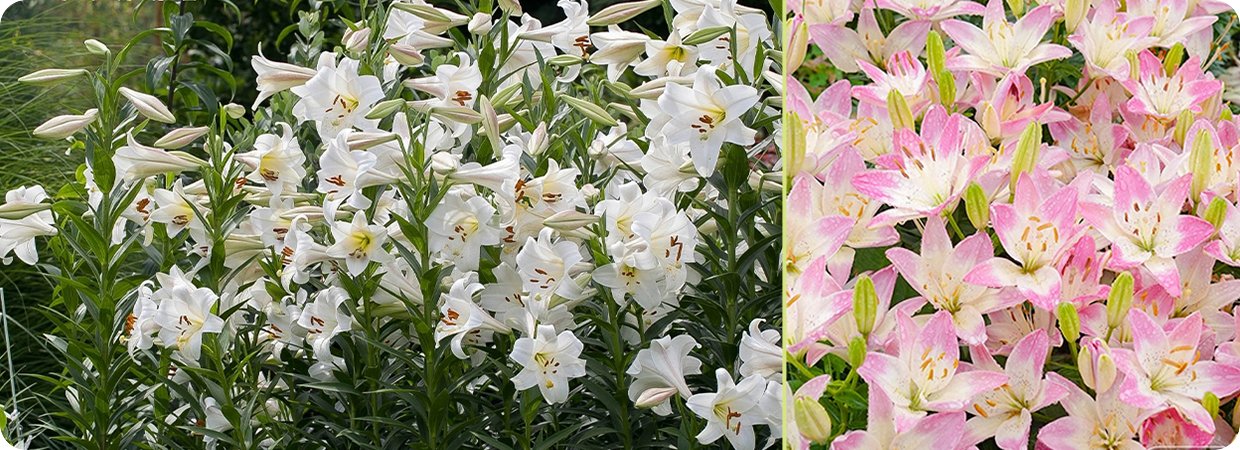 Lily of the Valley Oil