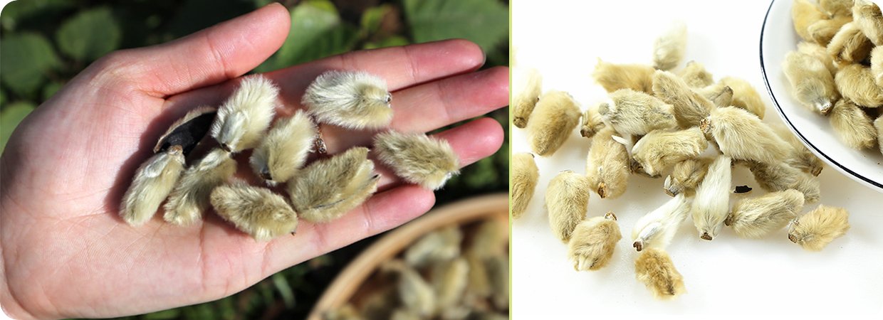Magnolia Liliflora Essential Oil 