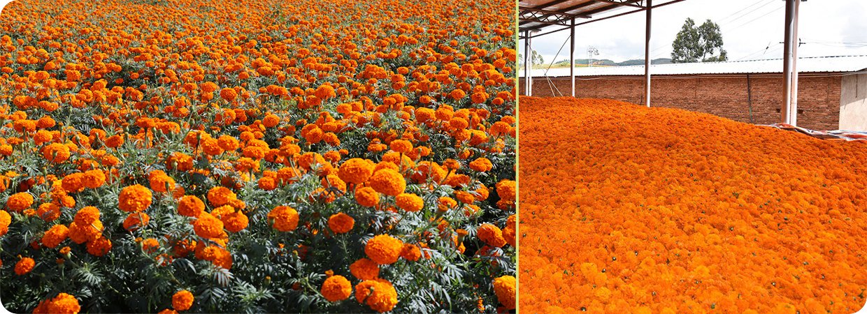 Marigold Essential Oi 