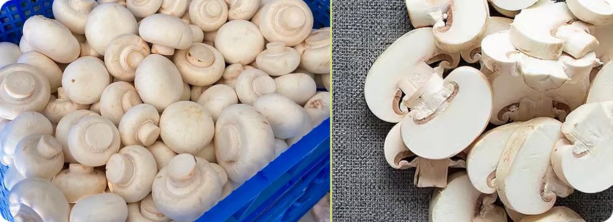Mushroom Food Grade Essential Oil 