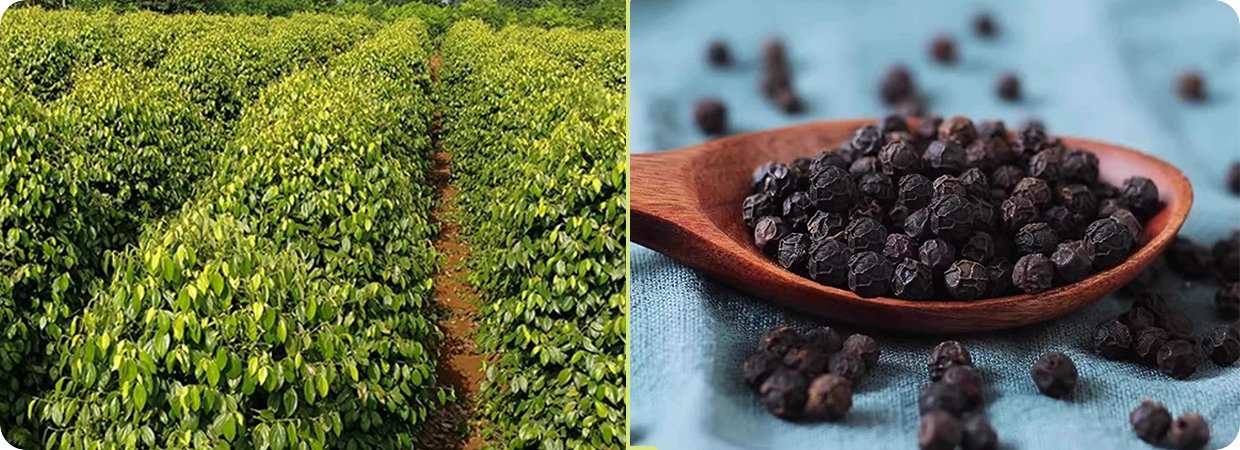 Natural Black Pepper Essential Oil 