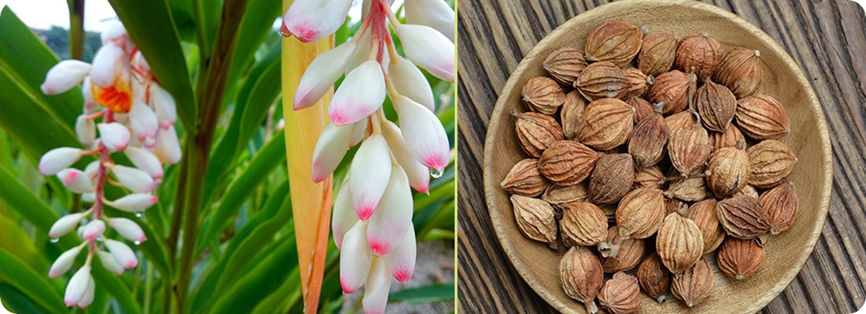 Natural Xiangsha Essential Oil 