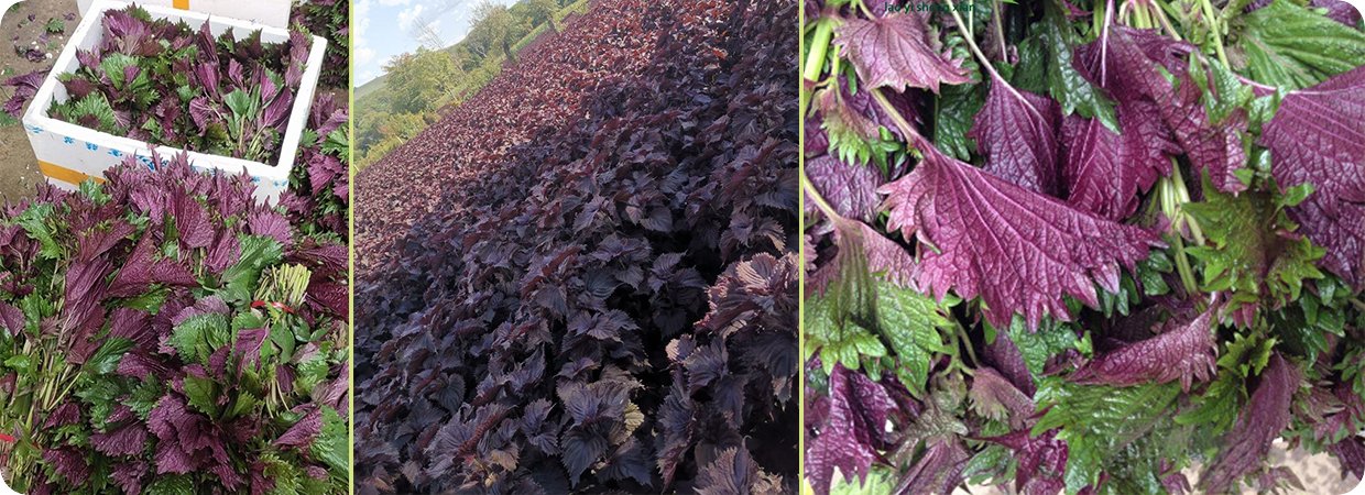 Perilla Top Supplier of Bulk Essential Oils 