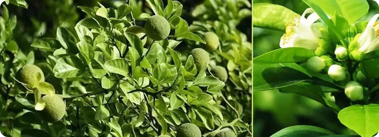 Petitgrain Essential Oil