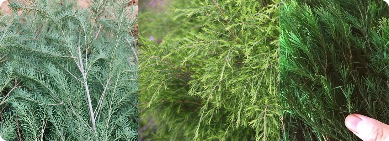 Pharmaceutical-Grade Tea Tree Oil 