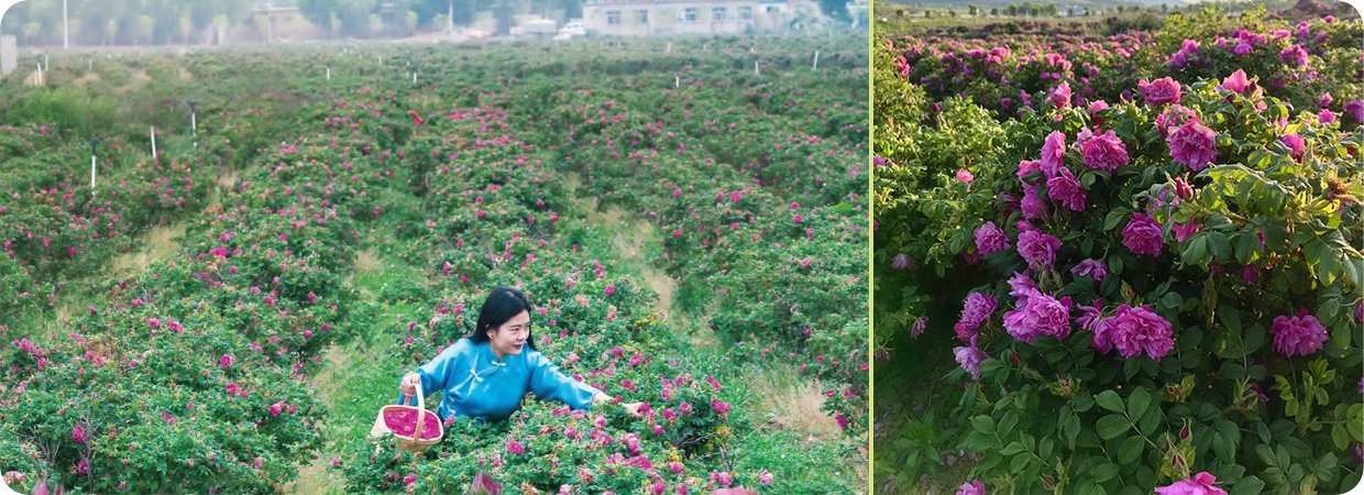 Pingyin Rose Essential Oil