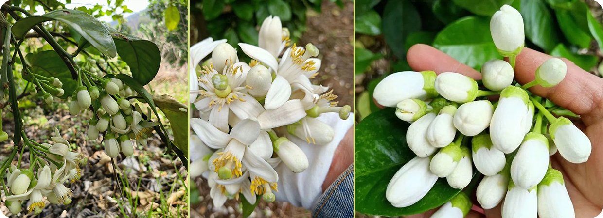 Pomelo Flower Essential Oil