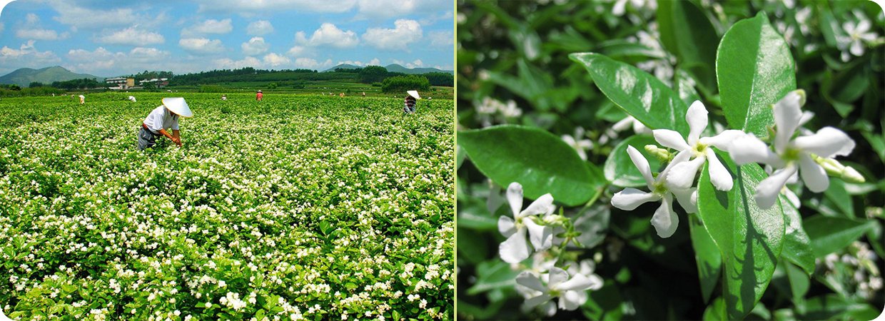 Premium Large Flower Common Jasmine Essential Oil 