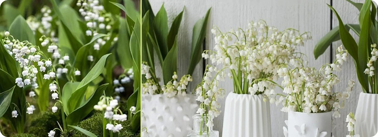 Premium Lily of the Valley Essential Oil 