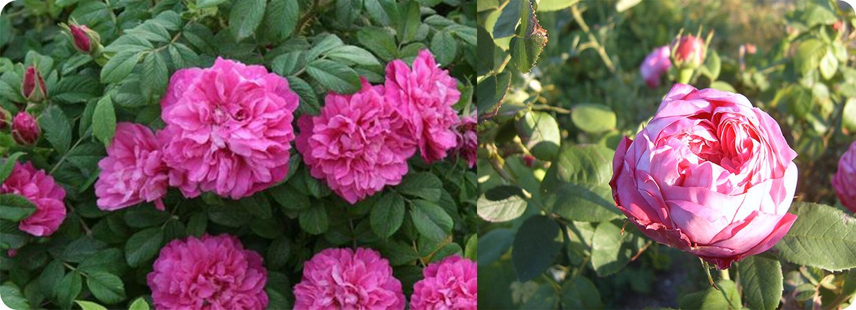Premium Moss Rose Oil 