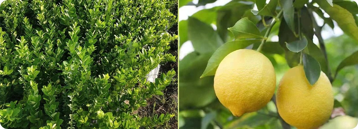Pressed Lemon Essential Oil 