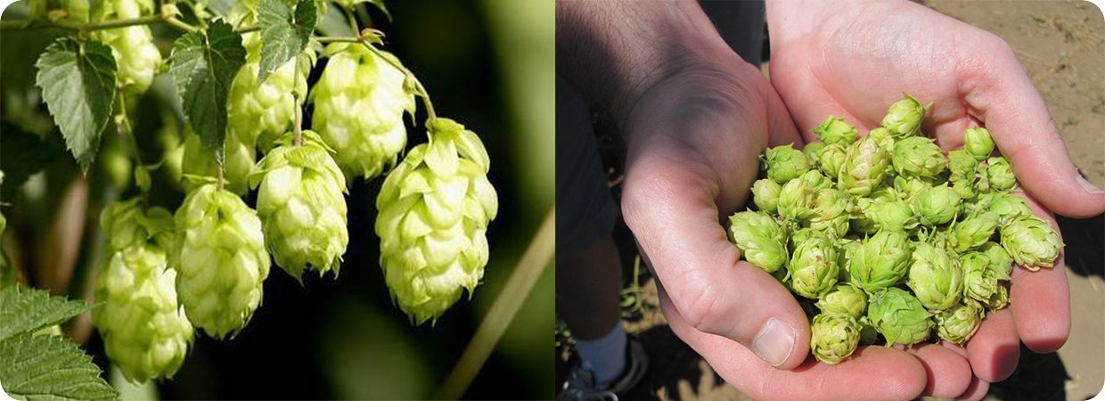 Pure CO₂ Extracted Hops Oil 