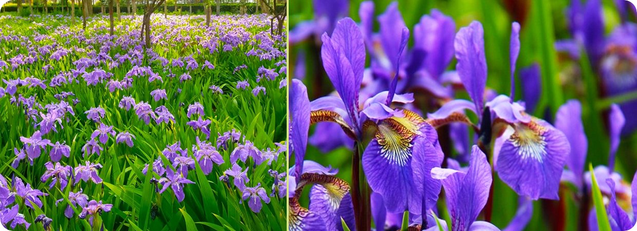 Pure Iris Absolute Oil 
