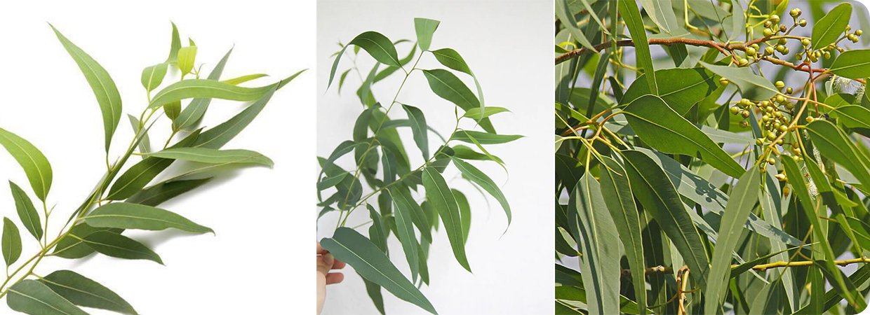 Pure Lemon Eucalyptus Oil 