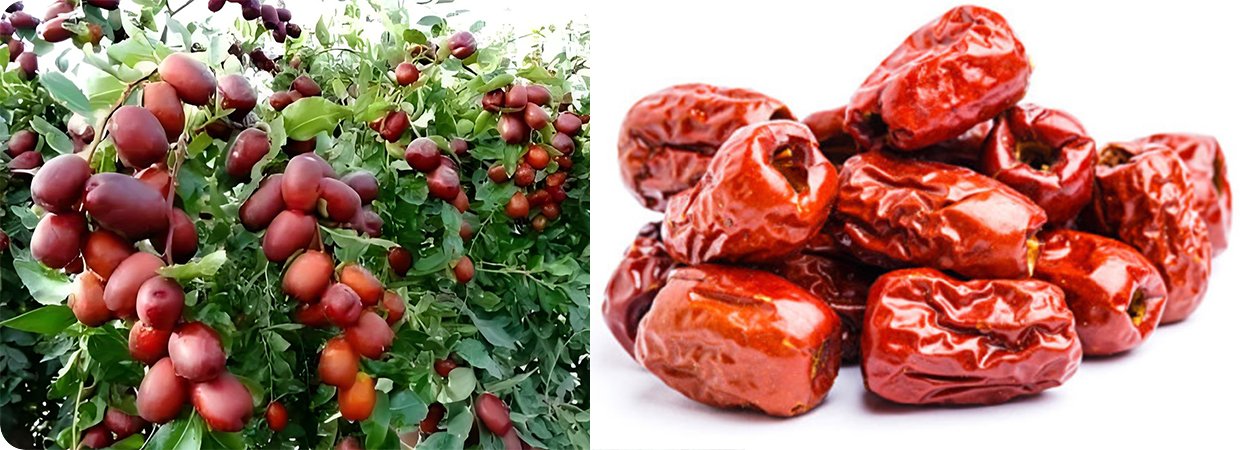 Red Jujube Concrete Oil 